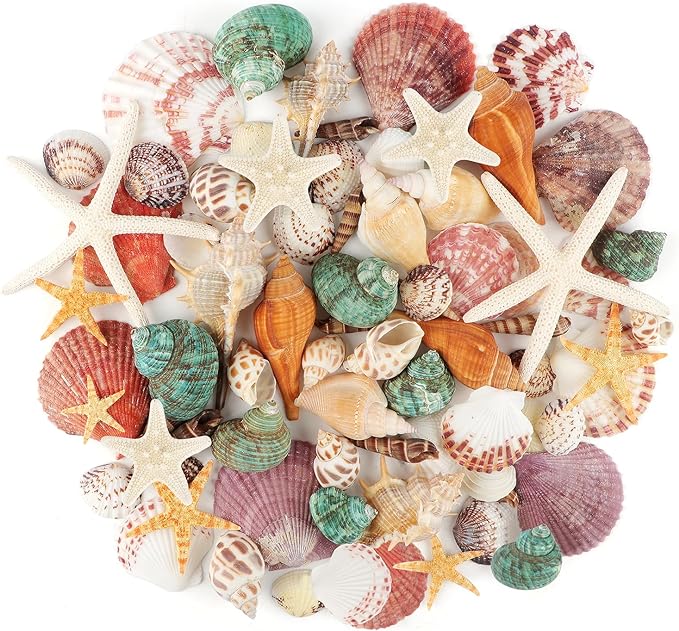 Jangostor Sea Shells Mixed Ocean Seashells, 1.2"-3.5" Various Sizes Beach by Jangostor