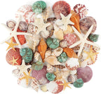 Jangostor Sea Shells Mixed Ocean Seashells, 1.2"-3.5" Various Sizes Beach by Jangostor