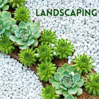 5 lb Jade Pebbles for Indoor Plants, 3/8 Inch Polished Decorative Pebbles for - Image 5