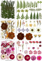 120Pcs Multi-Style Dried Pressed Flowers & Leaves - Image 3