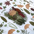 100 PCS Real Dried Pressed Greenery Leaves Natural Plant Herbarium by AHTONG