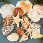 JQAQJU Sea Shells for Decorating 15PCS Large Seashells Starfish Conch for Beach by JQAQJU