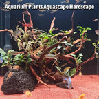 kathson Natural Driftwood for Aquarium - Image 6