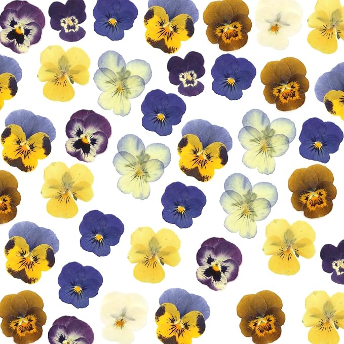 LUXEEASE 8 Color 64P Pansy Dried Pressed Flowers | Iconic face markings - Image 9