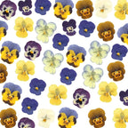 LUXEEASE 8 Color 64P Pansy Dried Pressed Flowers | Iconic face markings - Image 9