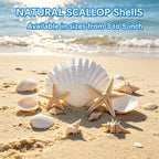 20PCS Extral Large Scallop Shells 5-6 Inch White - Image 7