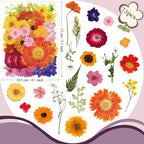 76 Pcs Orange Dried Pressed Flowers - Image 6