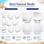Cizavanta 15 Pack Large Scallop Shells - Image 7