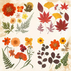 Augshy Fall Dried Pressed Flowers and Leaves - Image 5