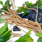 Azil Natural Aquarium Driftwood Root – Driftwood - Image 5