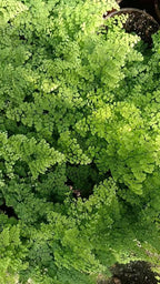 55 Pcs Green Leaves Ferns Dried Pressed Flowers - Image 9