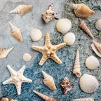 25 PCS+ Small Conch Shells Natural Sea Shells, Fish Tank and Vase Filler - Image 5