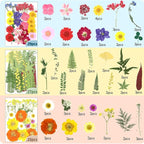 210 Pcs Dried Pressed Flowers for Resin, Dried Pressed Flowers for Crafts - Image 3