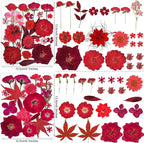 150PCS Red Dried Pressed Flowers - Image 3