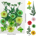 Woohome Natural Dried Pressed Flowers Leaves - Image 5