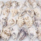 QEQEKAKA 30PCS Oyster Shells Flat & Concave 5"-6" Extra Large Oyster Shells - Image 4