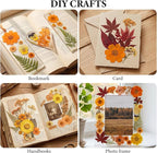 NESCCI 350 Pcs Orange Fall Dried Flowers - Image 4
