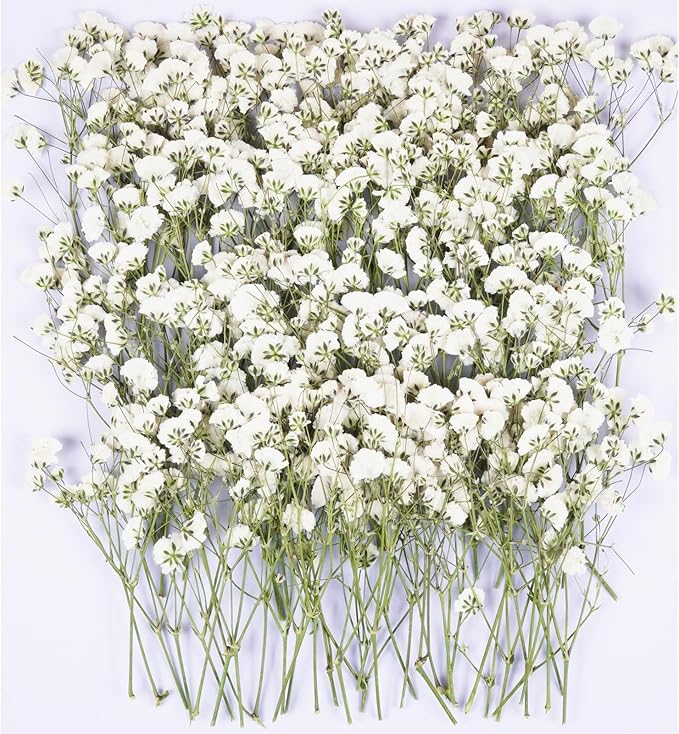 100Pcs White Babys Breath Dried Pressed Flowers by Unknown