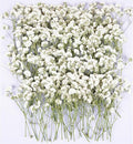 100Pcs White Babys Breath Dried Pressed Flowers by Unknown