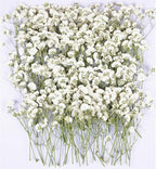 100Pcs White Babys Breath Dried Pressed Flowers by Unknown