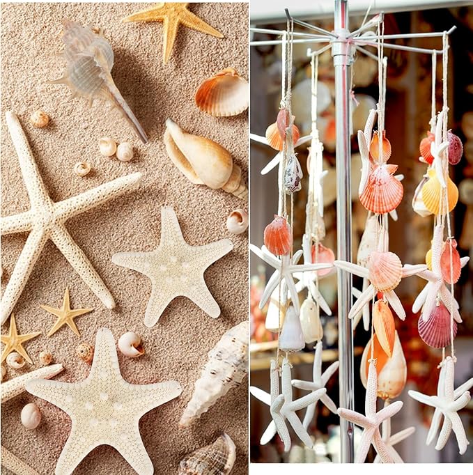 Jangostor Sea Shells Mixed Ocean Seashells, 1.2"-3.5" Various Sizes Beach - Image 4