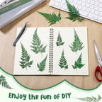 200 Pcs Dried Pressed Green Leaves Flowers Small Dry Preserved Natural Ferns - Image 4