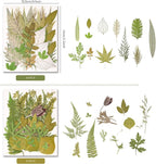 100 PCS Real Pressed Dried Leaves - Image 4