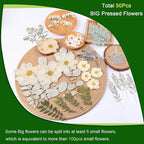 12“ Large Dried Pressed Flowers - Image 3