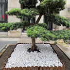 FANTIAN 5 lbs White Pebbles for Indoor Plants, 0.5-1 Inch Pea Gravel Stones for - Image 6