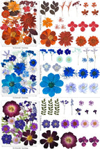 320PCS Dried Pressed Flowers Bulk - Image 4