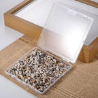 500pcs Natural Tiny Small Seashells - Image 3