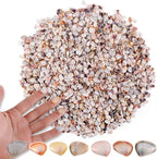 PPCLION 1000 Pcs Natural Tiny Small Sea Shells Colorful Clam Shells by PPCLION