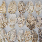 20 PCS Flat Oyster Shells for Crafts 3"-5" Natural Oyster Shells Bulk, for Home - Image 7