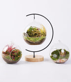 LUCKYRUNES DIY Terrarium Kit - Image 9