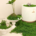 5.3oz Fake Moss for Crafts, Fairy Garden Accessories, Decorative Faux Grass for by Bupelo