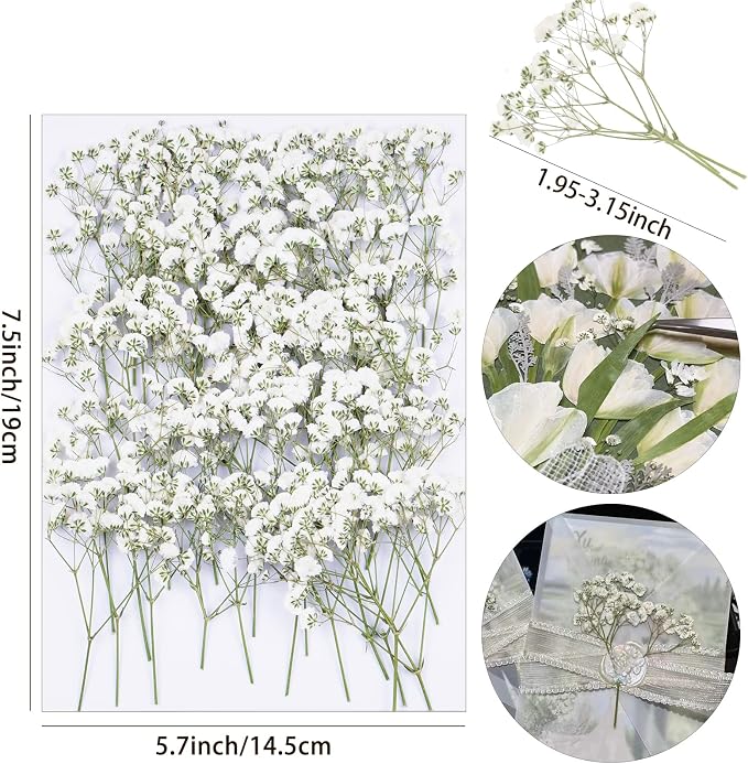 100Pcs White Babys Breath Dried Pressed Flowers - Image 2