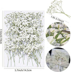 100Pcs White Babys Breath Dried Pressed Flowers - Image 2