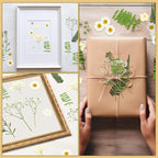 Fabbay 200 Pcs Dried Pressed Flowers Real Dry Natural Flower Leaf Dried Flowers - Image 4