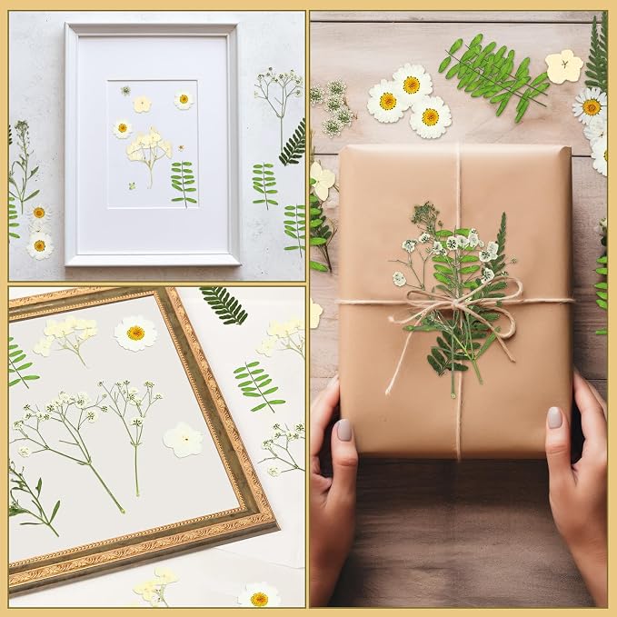 Fabbay 200 Pcs Dried Pressed Flowers Real Dry Natural Flower Leaf Dried Flowers - Image 4