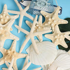 HAPYSHOOP 32 Pieces Starfish and Scallop Shells - Image 2