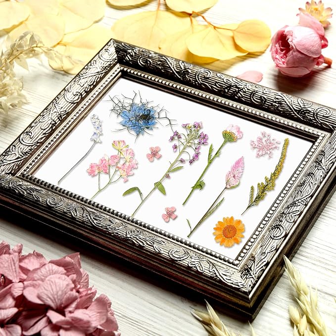 Nuanchu Dried Pressed Flowers for Crafts Resin Real Flat Natural Pressed Flowers - Image 6