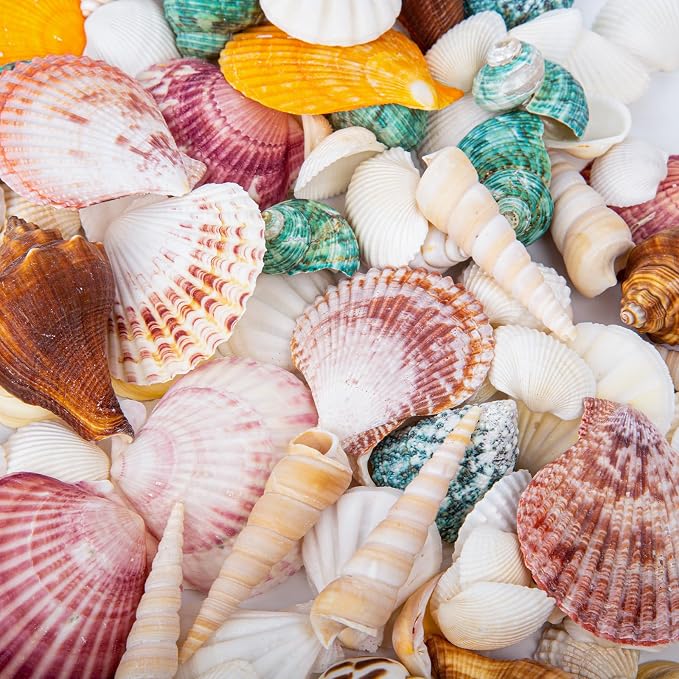 QEQEKAKA Sea Shells for Crafts - Image 4