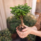 Bonsai Tree Kit Deluxe + Growing Light - Image 11