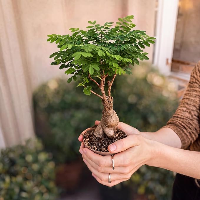 Bonsai Tree Kit Deluxe + Growing Light - Image 11