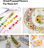 Dried Pressed Flowers, Resiners Dried Flowers - Image 3