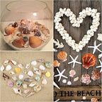 Jangostor Sea Shells Mixed Ocean Seashells, 1.2"-3.5" Various Sizes Beach - Image 6