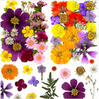46Pcs Pressed Dried Flowers Real Natural Leave by LUCISKY