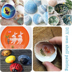 QEQEKAKA 30PCS Sea Shells for Crafts1.5''-2'' White Small Seashells Clam - Image 3