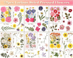 eBoot 72 Pcs Dried Pressed Flowers - Image 2