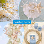 24PCS Sea Shells for Crafts Decoration - Image 5